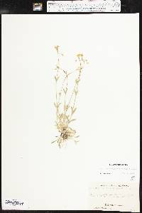 Cerastium brachypodum image