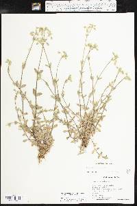 Cerastium fontanum subsp. vulgare image