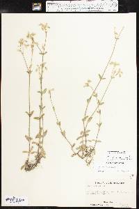 Cerastium fontanum subsp. vulgare image