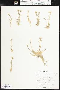 Cerastium brachypodum image