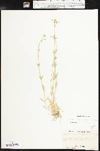 Cerastium brachypodum image