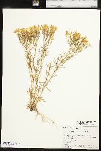 Zeltnera beyrichii image