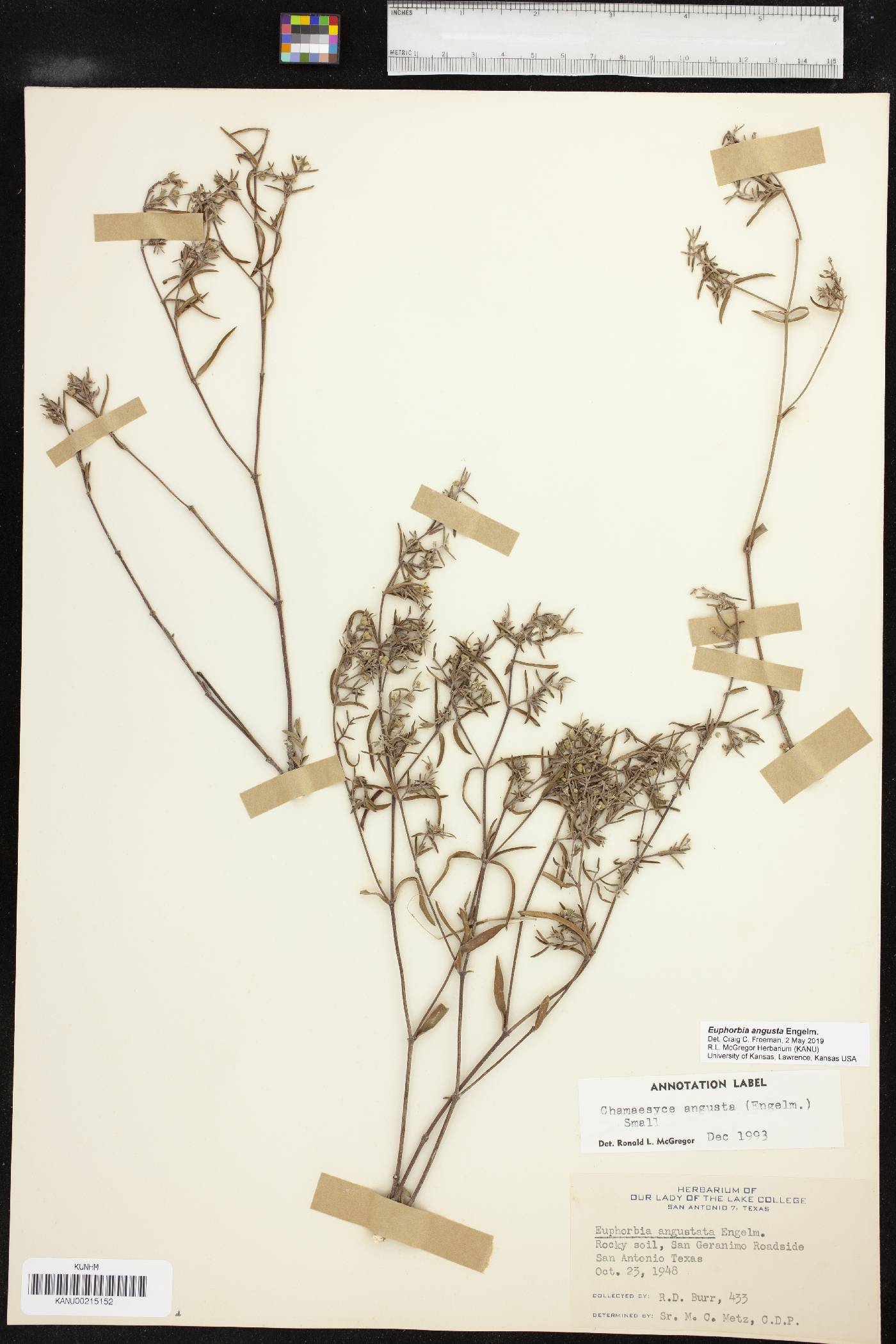 Euphorbia angusta image
