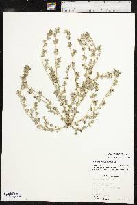 Euphorbia prostrata image