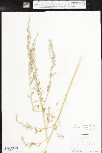 Chenopodium pratericola image