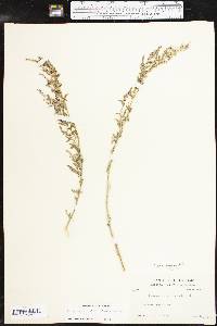 Chenopodium album var. missouriense image