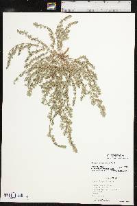 Euphorbia prostrata image