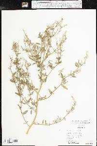 Chenopodium album var. missouriense image