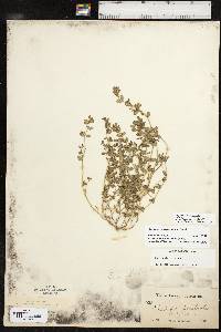 Euphorbia prostrata image