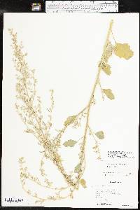 Chenopodium berlandieri image