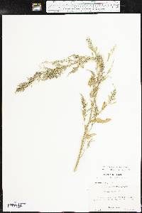 Chenopodium album var. missouriense image