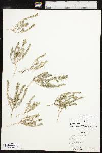 Euphorbia prostrata image