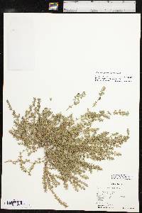 Euphorbia prostrata image