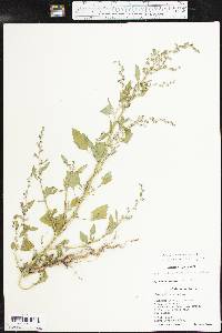 Chenopodium album var. missouriense image