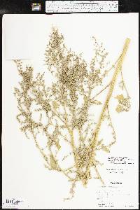 Chenopodium berlandieri var. zschackei image