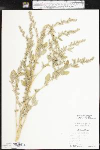 Chenopodium album var. missouriense image