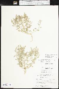 Chenopodium incanum image