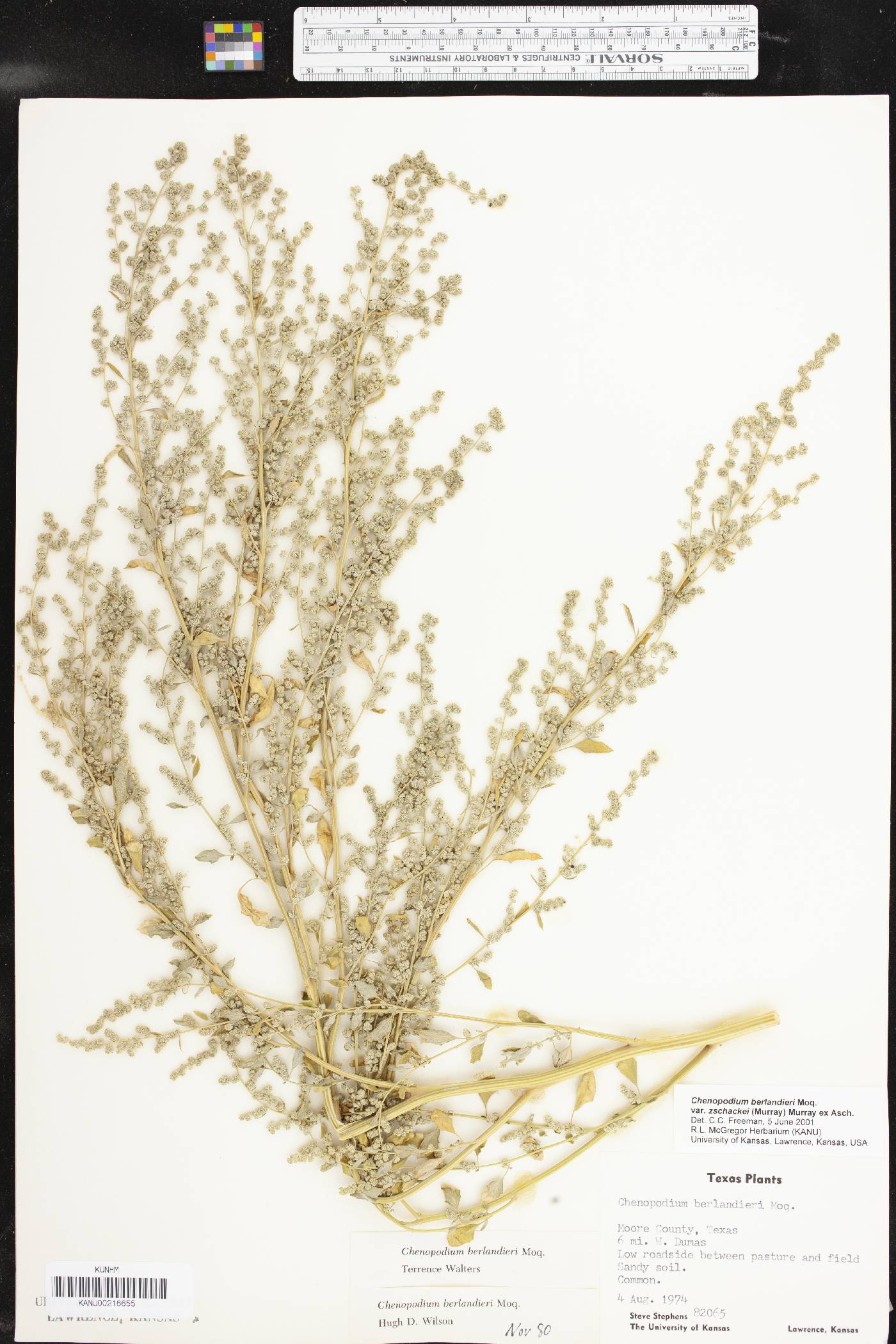 Chenopodium berlandieri var. zschackei image