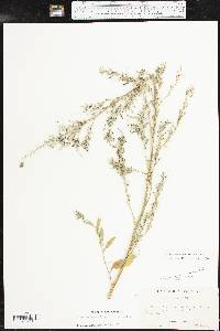 Chenopodium album var. missouriense image