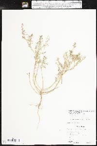 Chenopodium incanum image