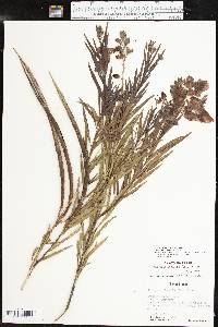 Chilopsis linearis image