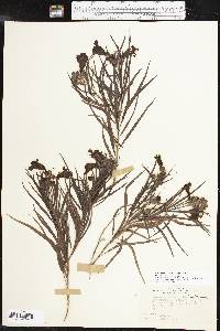 Chilopsis linearis image