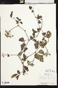 Cissus trifoliata image