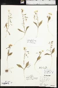 Claytonia ozarkensis image