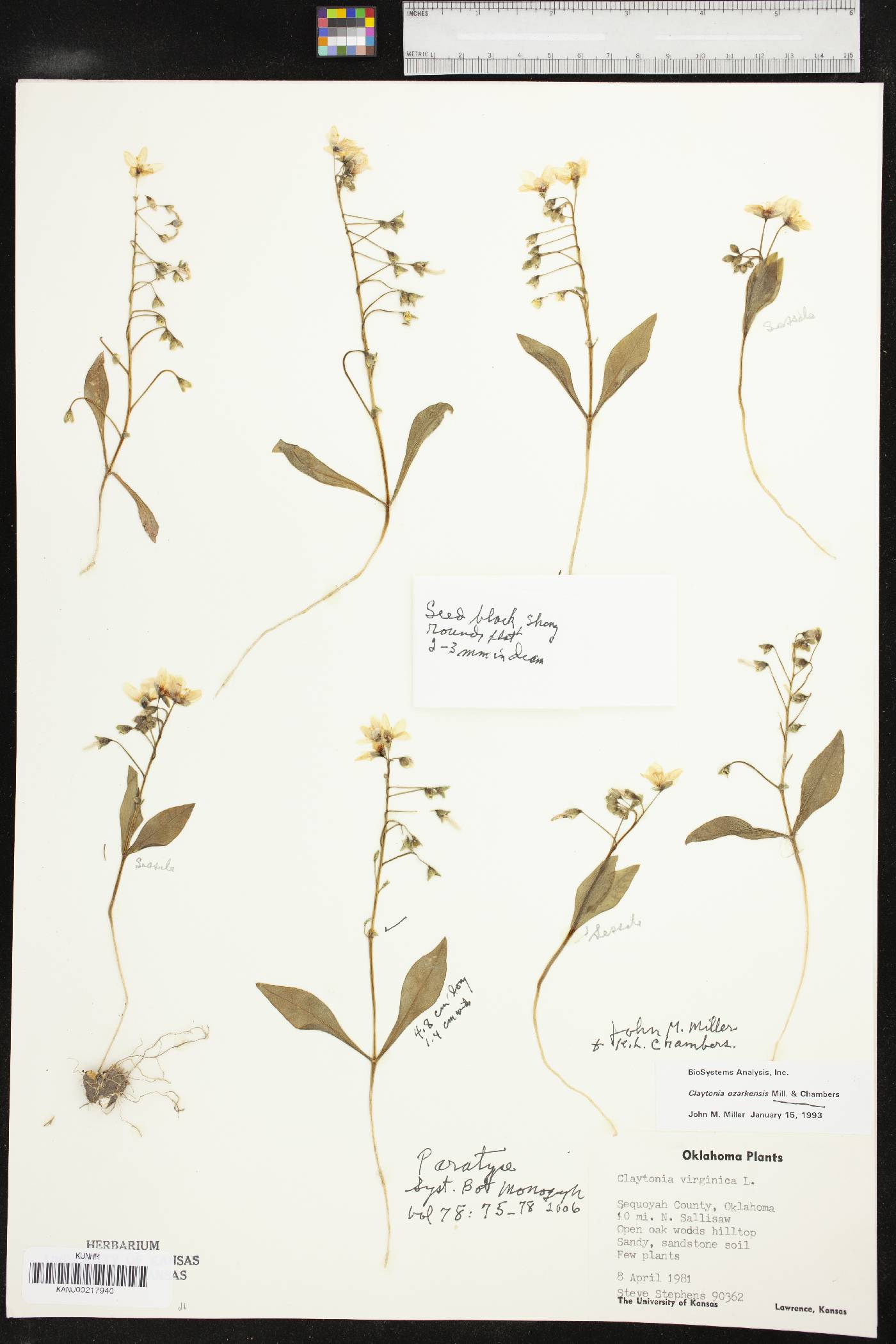 Claytonia ozarkensis image