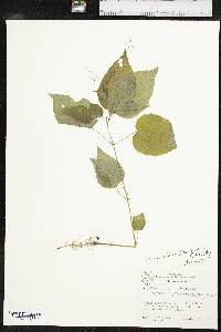 Circaea canadensis image