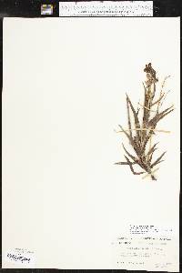 Chilopsis linearis image