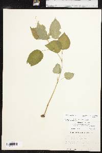 Circaea canadensis image