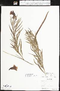 Chilopsis linearis image