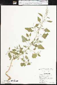 Chenopodium standleyanum image