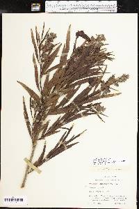 Chilopsis linearis image