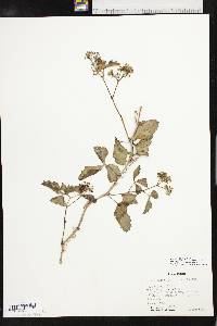 Cissus trifoliata image