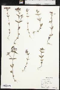 Collinsia violacea image