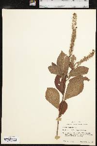 Clethra alnifolia image