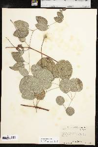 Clematis versicolor image