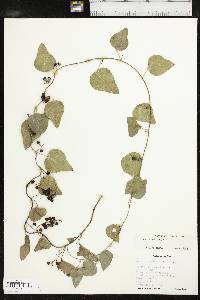 Nephroia carolina image
