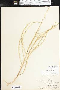 Corispermum americanum var. americanum image