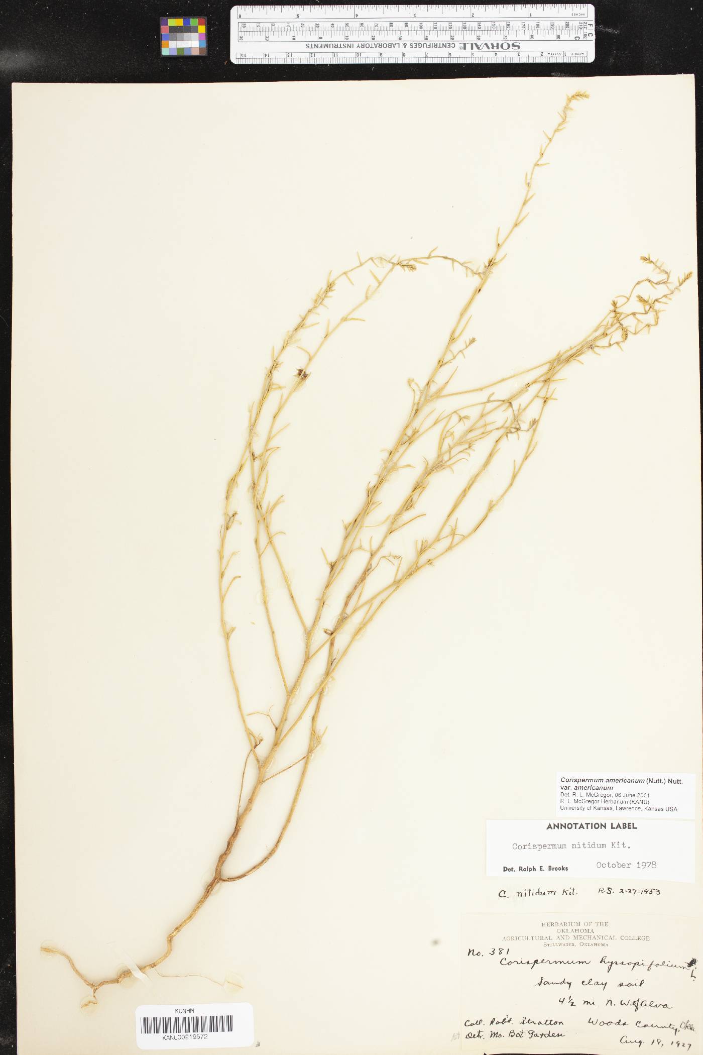 Corispermum americanum var. americanum image