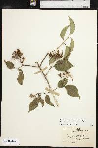 Cornus drummondii image