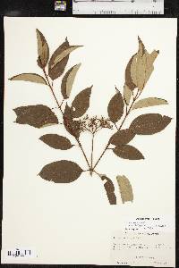 Cornus amomum subsp. obliqua image