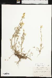 Corydalis crystallina image