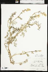 Corydalis aurea subsp. occidentalis image