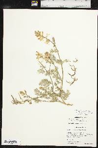 Corydalis aurea image