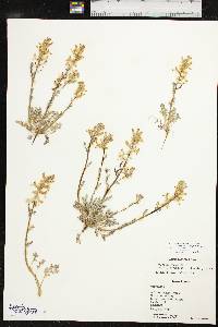 Corydalis aurea image