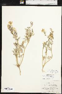 Corydalis aurea image