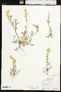 Corydalis crystallina image